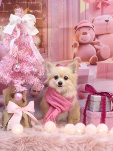 20241230ふうちゃん